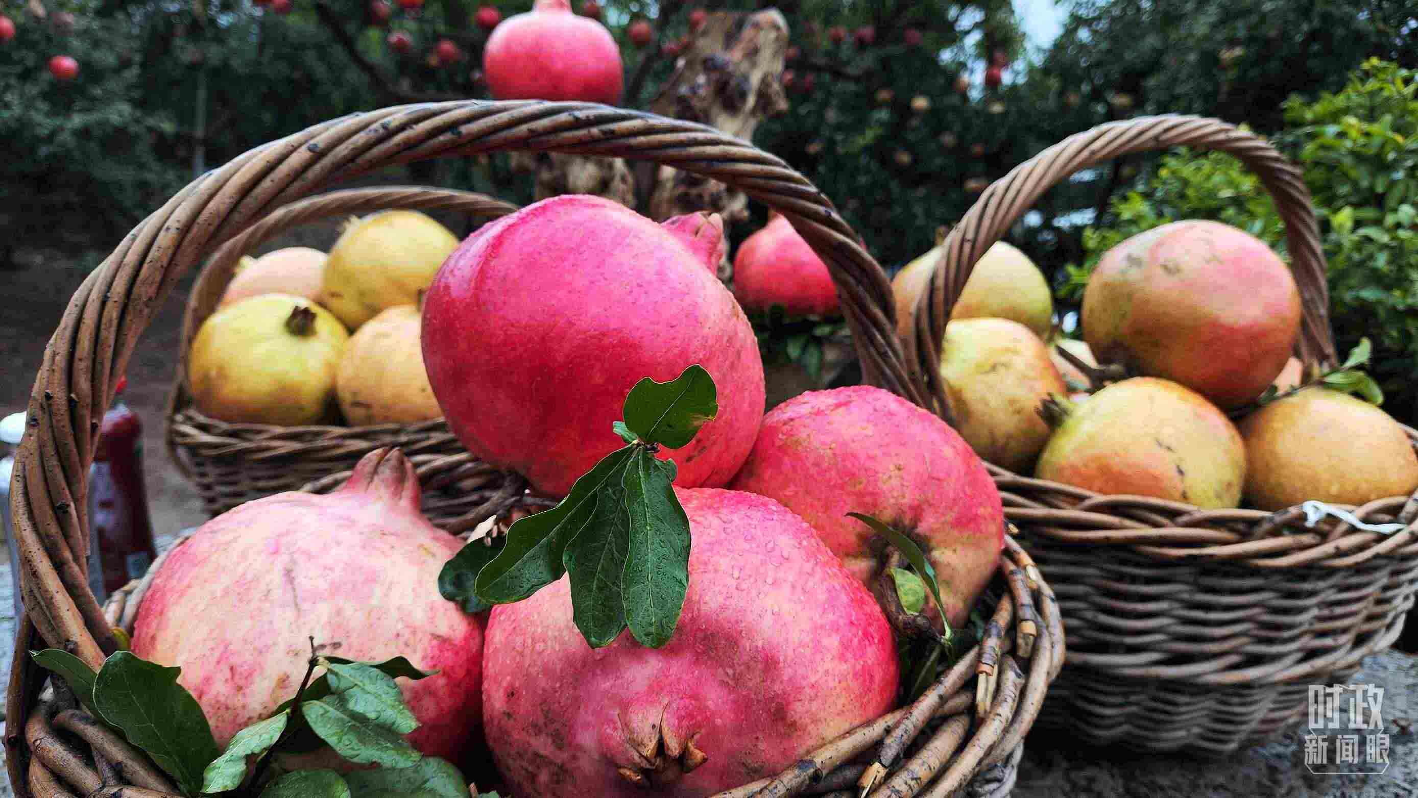 △種植園內(nèi)新鮮采摘的石榴。（總臺(tái)央視記者鐘信偉拍攝）