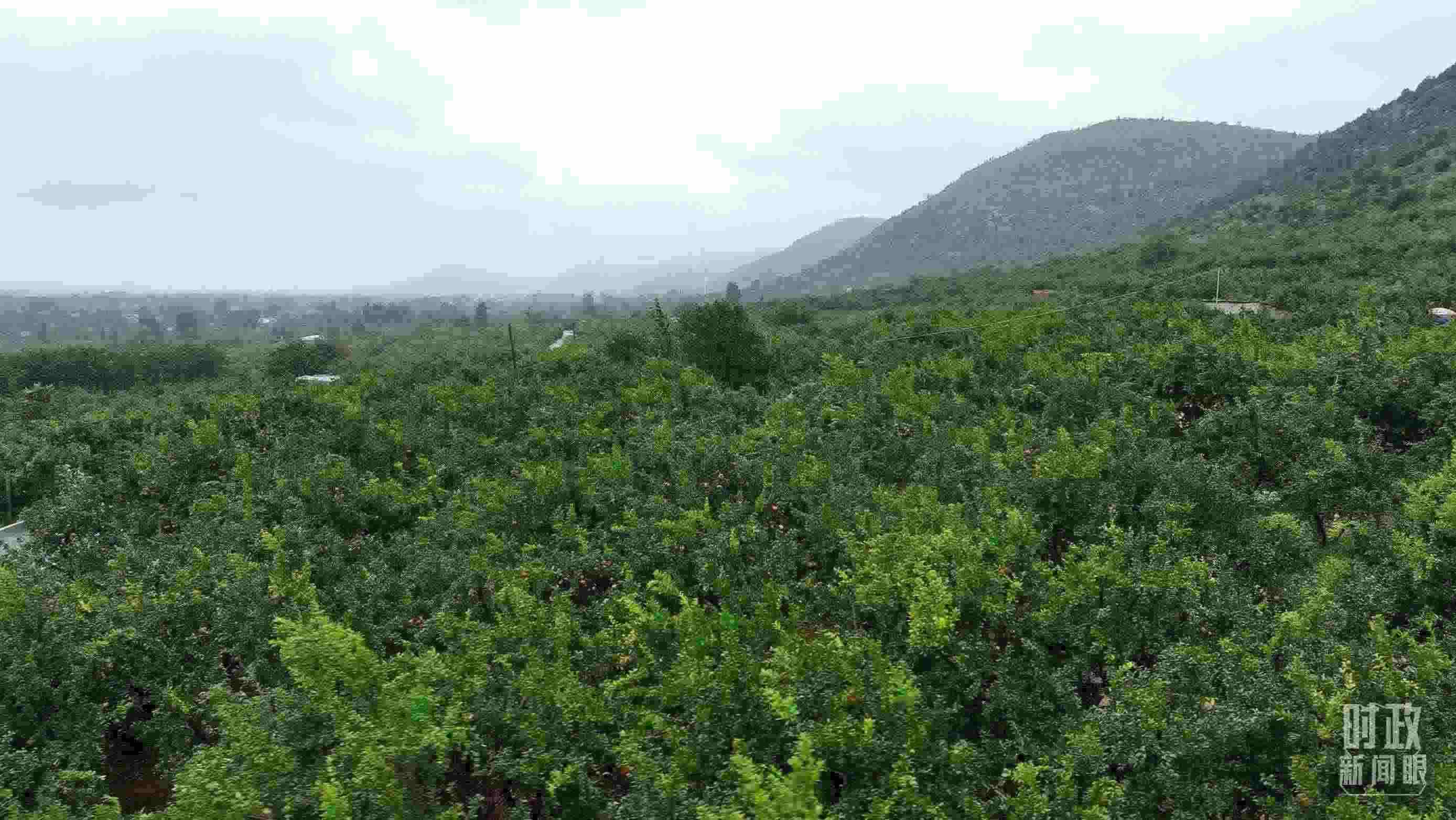 △山東棗莊冠世榴園。（總臺(tái)記者韓森、張鵬拍攝）