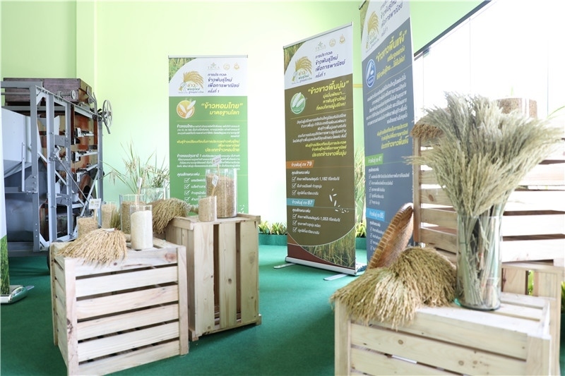 圖為泰國農(nóng)業(yè)與合作社部培育的優(yōu)質(zhì)稻種。泰國商務(wù)部供圖