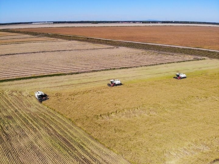 這是在位于黑龍江雙鴨山市友誼縣的北大荒農(nóng)業(yè)股份有限公司友誼分公司一地塊拍攝的水稻收獲現(xiàn)場（2023年9月21日攝，無人機照片）。新華社記者 王松 攝