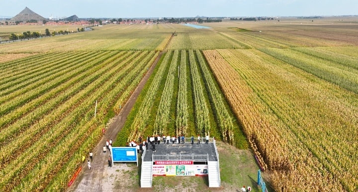 在遼寧省鐵嶺縣蔡牛鎮(zhèn)，外地農(nóng)民到張莊玉米合作社的大田里學(xué)習(xí)玉米選種和栽種技術(shù)（2023年9月26日攝，無人機照片）。新華社記者 楊青 攝