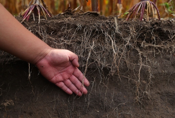 在遼寧省鐵嶺縣蔡牛鎮(zhèn)，張莊玉米合作社的農(nóng)民向外地農(nóng)民介紹黑土地保護和玉米秸稈還田情況（2023年9月26日攝）。新華社記者 楊青 攝