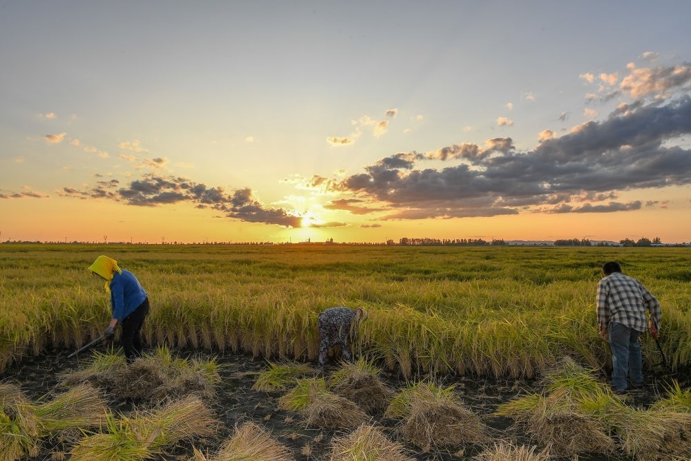 農(nóng)民在吉林省吉林市永吉縣萬昌鎮(zhèn)花家村收割水稻（2023年9月12日攝）。新華社記者 張楠 攝