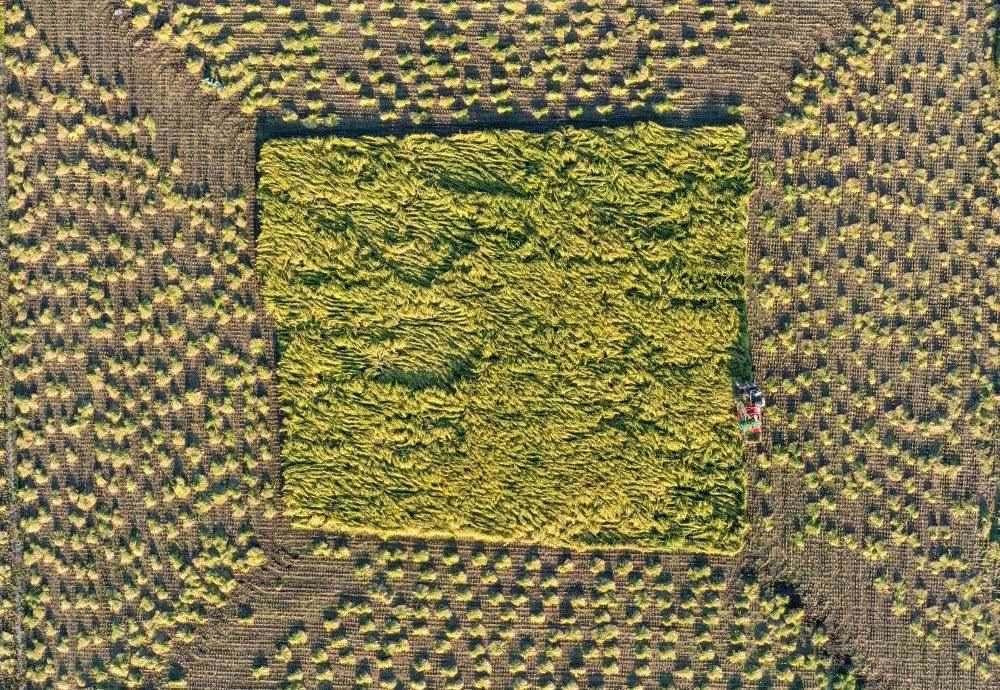 在吉林省舒蘭市平安鎮(zhèn)金星村，農(nóng)民駕駛農(nóng)機收割水稻（2023年9月21日攝，無人機照片）。新華社記者 張楠 攝