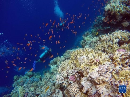  10月2日，人們?cè)诎＜拔髂伟雿u達(dá)哈布藍(lán)洞內(nèi)的珊瑚旁深潛。新華社記者 隋先凱 攝