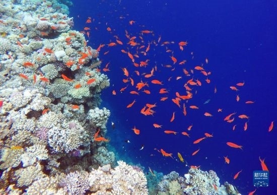  這是10月2日在埃及西奈半島達(dá)哈布藍(lán)洞內(nèi)拍攝的珊瑚和魚(yú)類。新華社記者 隋先凱 攝