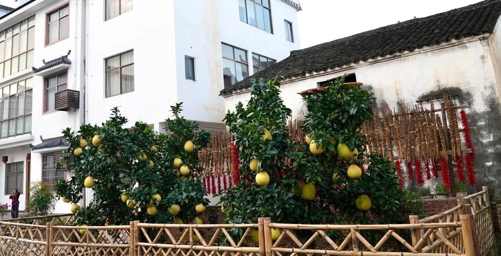 近日在江西省上饒市婺源縣秋口鎮(zhèn)王村石門自然村拍攝的馬家柚。新華社記者 胡晨歡 攝