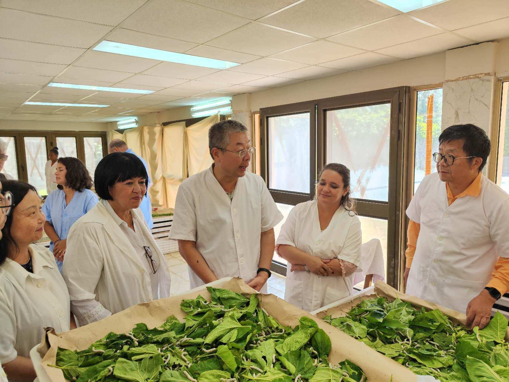 2023年5月23日，中國駐古巴大使馬輝考察古中蠶桑科技合作中心。來源：中國駐古巴大使館官網(wǎng)