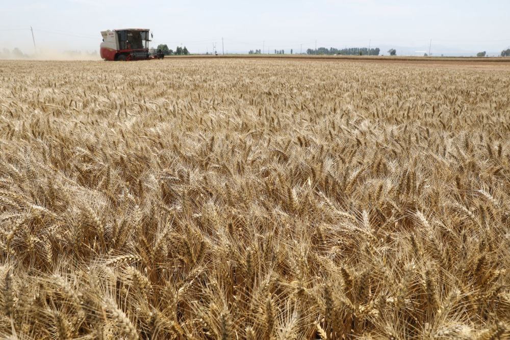  河南省焦作市溫縣黃河街道張王莊村村民駕駛收割機(jī)在田間收獲小麥（2023年6月6日攝）。新華社發(fā)（徐宏星 攝）