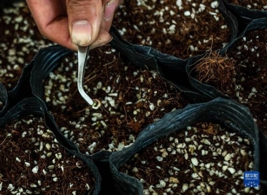 云南錦科花卉工程研究中心里已經(jīng)發(fā)芽的太空種子（4月3日攝）。