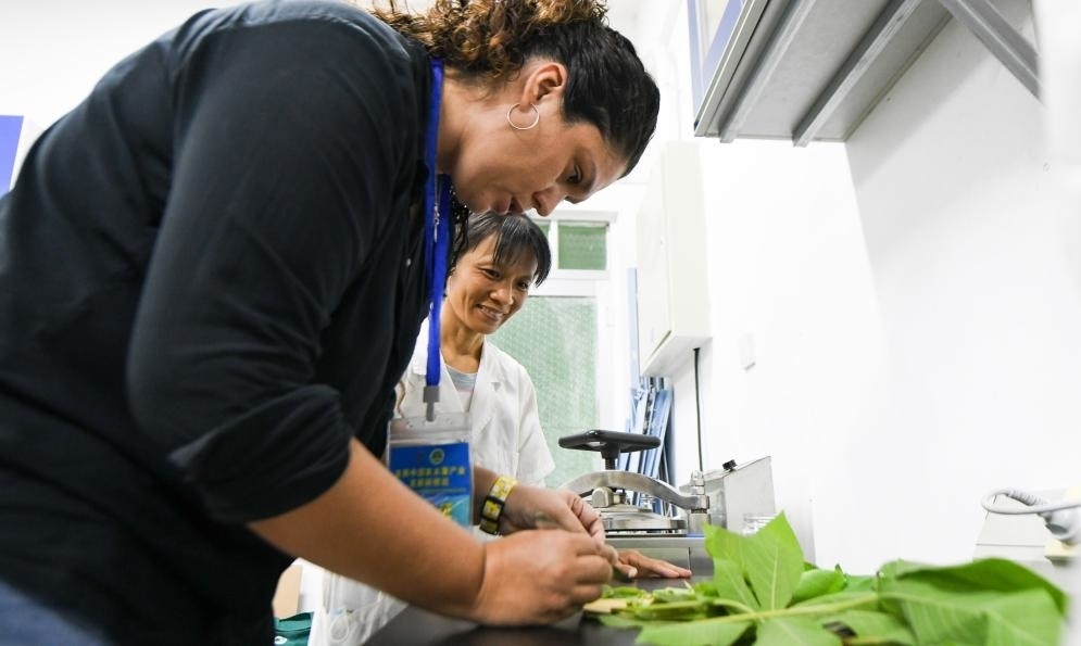 9月17日，來自哥倫比亞的研修班學(xué)員埃文·奧拉亞（左）在中國專家的指導(dǎo)下學(xué)習(xí)實(shí)操木薯組培快速繁育技術(shù)。