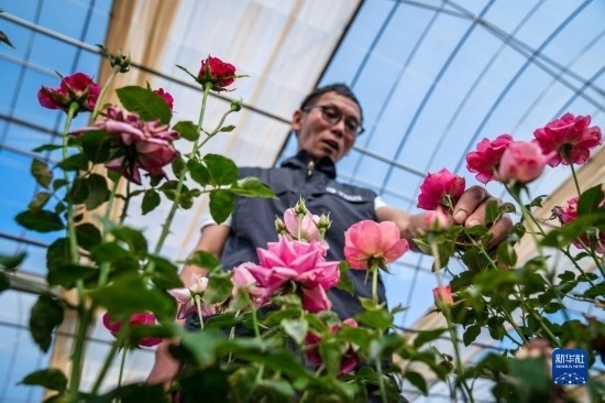 在云南省安寧市現(xiàn)代農(nóng)業(yè)園區(qū)玫瑰種植示范園，技術(shù)員田連通觀察玫瑰花（10月20日攝）。