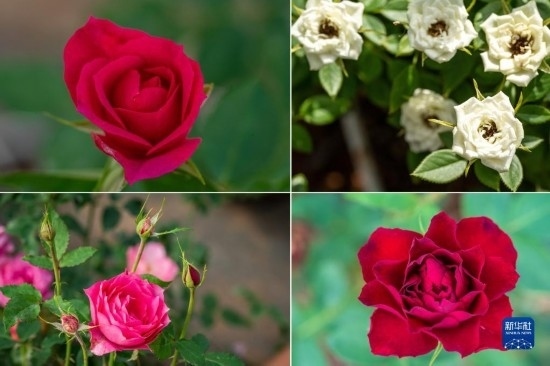 這是云南省安寧市現(xiàn)代農(nóng)業(yè)園區(qū)玫瑰種植示范園里玫瑰新品種的拼版照片。
