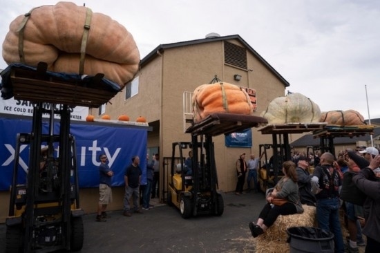  10月9日，在美國加利福尼亞州圣馬特奧縣半月灣舉行的南瓜稱重大賽現(xiàn)場，人們圍觀參賽的南瓜。新華社發(fā)（李建國攝）