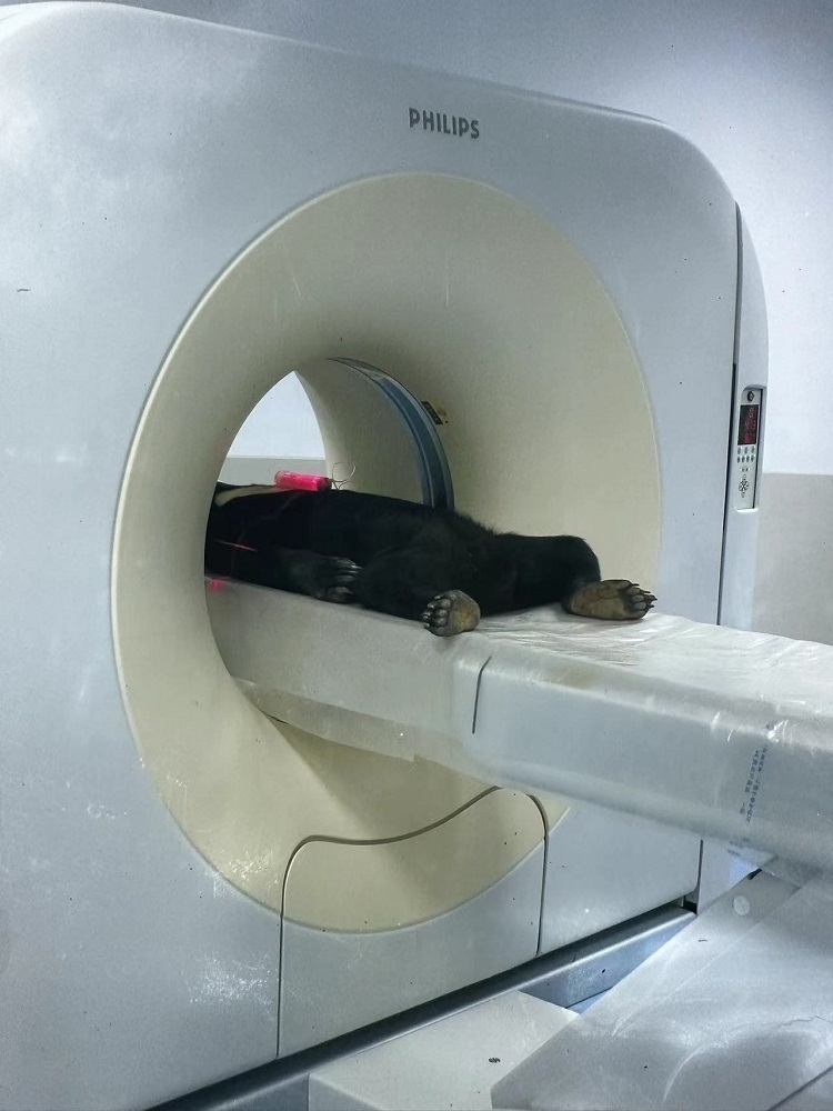 長隆野生動物世界的動物醫(yī)院內(nèi)，馬來熊在做核磁共振檢查。人民網(wǎng)記者 李舫攝