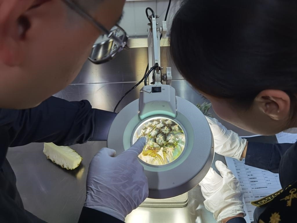 11月3日，上海海關(guān)關(guān)員對首批入境中國、參展第六屆進(jìn)博會的貝寧菠蘿進(jìn)行檢驗(yàn)檢疫。新華社記者 吳宇 攝