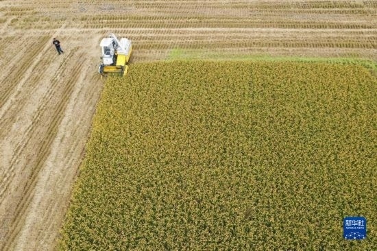 11月4日，在南通市通州區(qū)十總鎮(zhèn)育民村農(nóng)場，一臺設(shè)置好參數(shù)的無人收割機(jī)在工作中（無人機(jī)照片）。