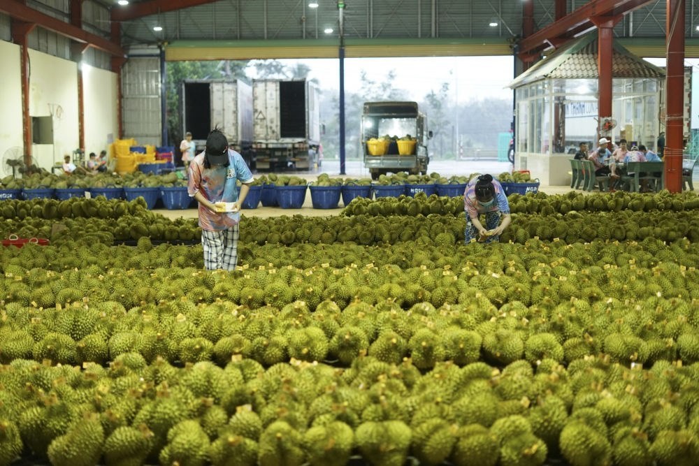 2023年9月15日，在越南多樂省一家榴蓮加工廠，工人在給即將出口到中國的榴蓮包裝貼牌。隨著《區(qū)域全面經濟伙伴關系協(xié)定》紅利釋放，中國—東盟貿易規(guī)模進一步擴大。越來越多東盟國家的優(yōu)質水果便捷地進入中國市場，走上消費者的餐桌。