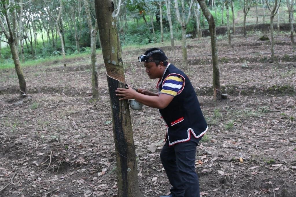 2017年10月，云南省永德縣團(tuán)樹(shù)村佤族膠農(nóng)蔣文富在割膠