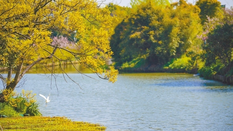  碧波蕩漾 浙江嘉興市海鹽縣望海街道永福社區(qū)荷花池，一汪碧水波光粼粼，風(fēng)光旖旎。當(dāng)?shù)厥冀K堅(jiān)持綠色發(fā)展，促進(jìn)人與自然和諧共生。 肖弗勒模具（嘉興）有限公司德國(guó)籍經(jīng)理 湯姆·魯特納攝 “當(dāng)?shù)卮迕窀嬖V我，如今環(huán)境變好了，茶余飯后，大家都會(huì)到河邊散散步，欣賞美景，和鄰居聊聊天。我想，好生態(tài)是大自然的饋贈(zèng)，更是長(zhǎng)三角地區(qū)大力治理生態(tài)環(huán)境的結(jié)果。希望美麗中國(guó)的綠色發(fā)展之路越走越好。”