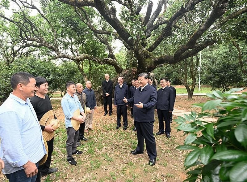 2023年4月11日，習(xí)近平總書(shū)記在廣東茂名柏橋村荔枝種植園，同現(xiàn)場(chǎng)技術(shù)人員親切交流。