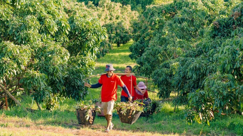 2023年10月，泰國尖竹汶府的龍眼種植園內(nèi)，采果工人正在運輸新采摘的龍眼。（黎銀成攝 新華社發(fā)）