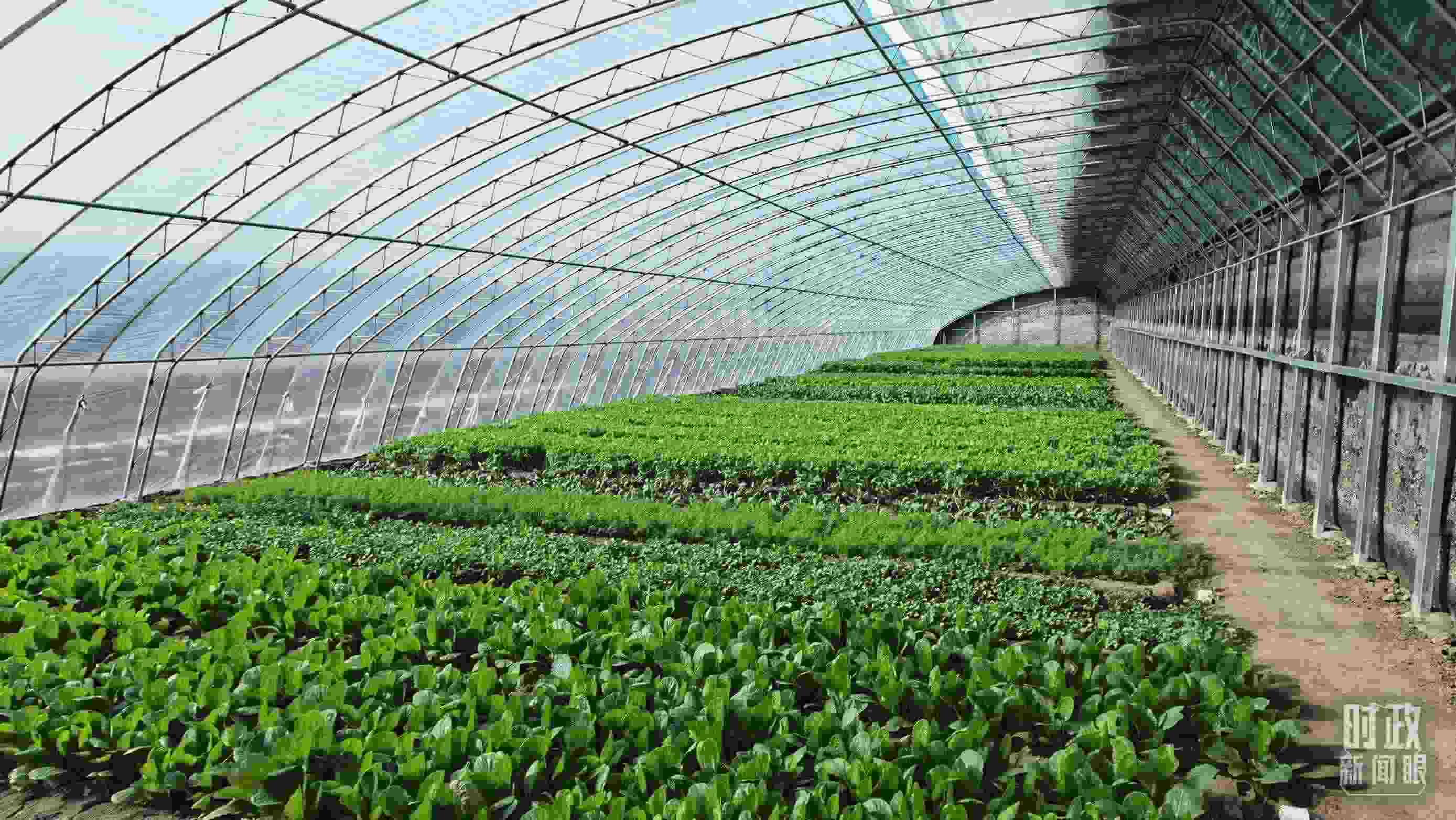 △第六埠村蔬菜大棚。（總臺(tái)央視記者郭鴻拍攝）