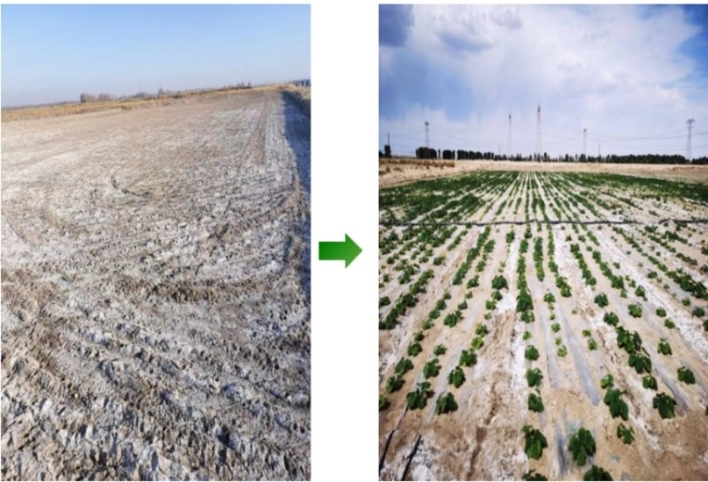 鹽堿地成良田。黃花農(nóng)場(chǎng)供圖