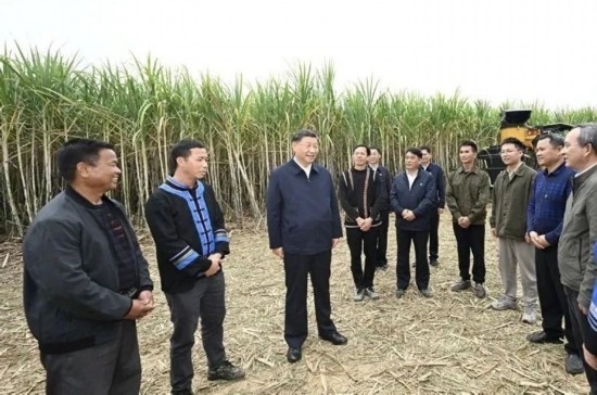2023年12月14日，習(xí)近平總書(shū)記在廣西來(lái)賓市國(guó)家現(xiàn)代農(nóng)業(yè)產(chǎn)業(yè)園黃安優(yōu)質(zhì)“雙高”糖料蔗基地考察。