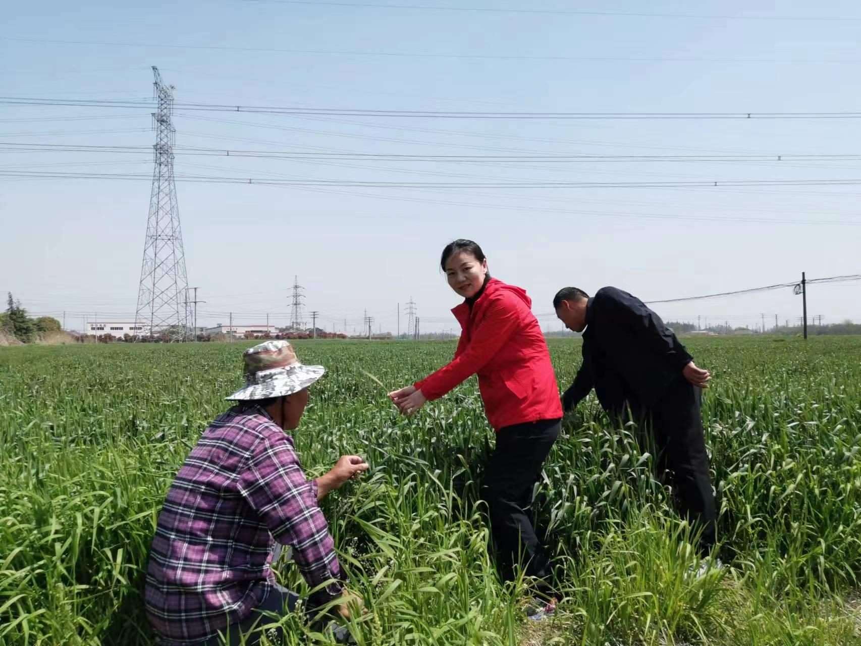 魏巧在田間察看農(nóng)作物長勢(shì)。