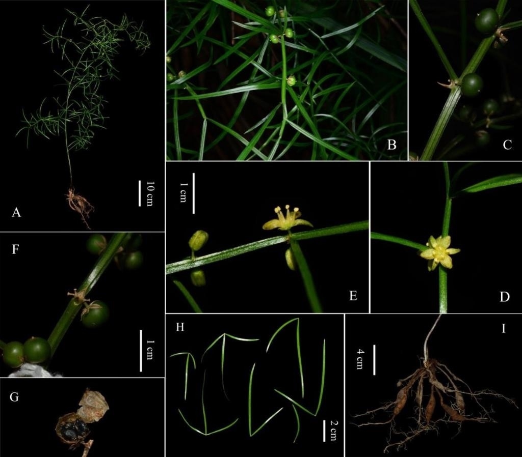 圖為大別山天門冬的形態(tài)特征。（中國科學(xué)院武漢植物園供圖）