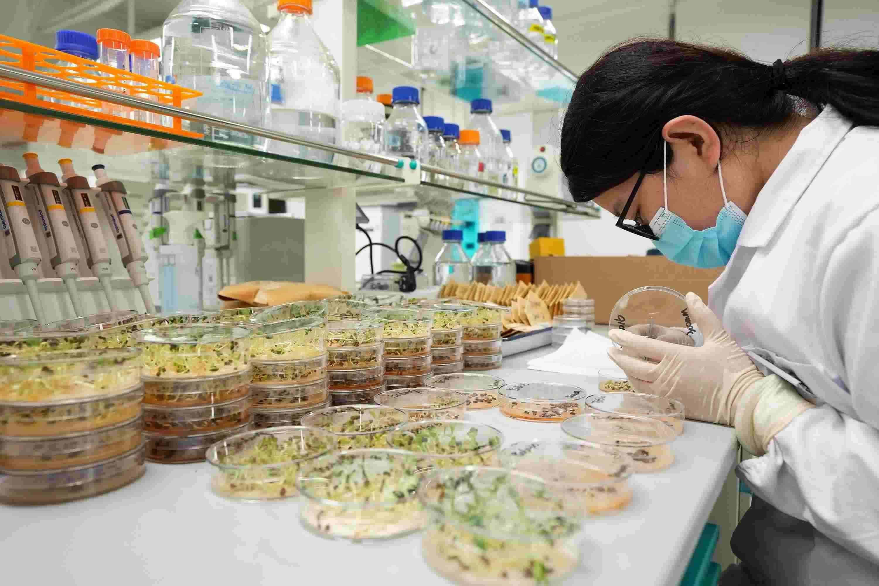 △ 海南三亞崖州灣科技城的崖州灣種子實驗室，科研人員正在觀察種子樣本。