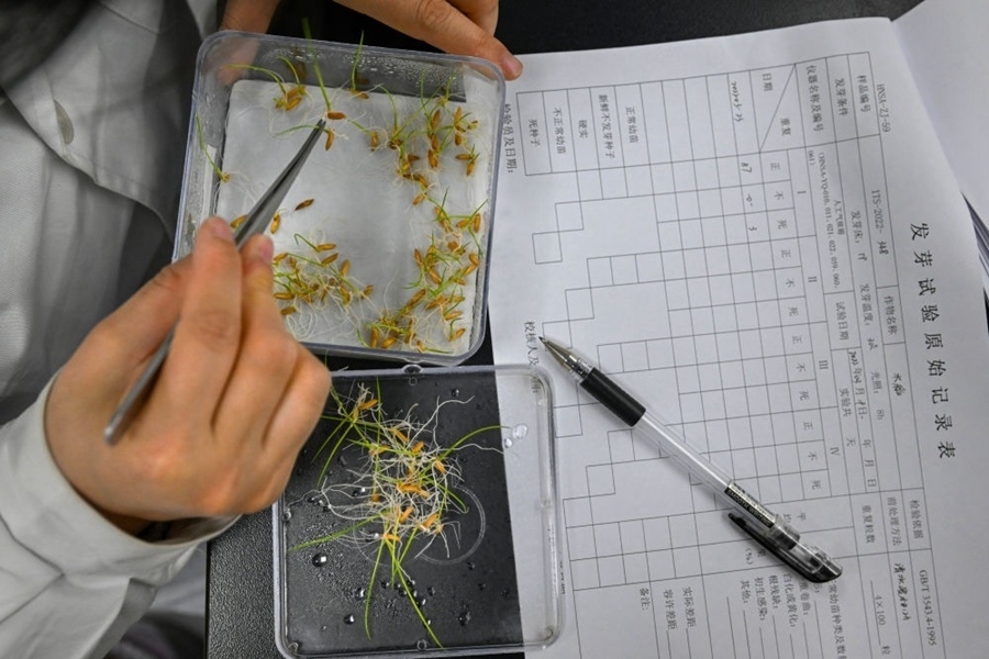 2022年3月23日，在湖南省農(nóng)作物種質(zhì)資源庫(kù)實(shí)驗(yàn)室，檢測(cè)員對(duì)保存的水稻種子進(jìn)行發(fā)芽試驗(yàn)檢測(cè)。