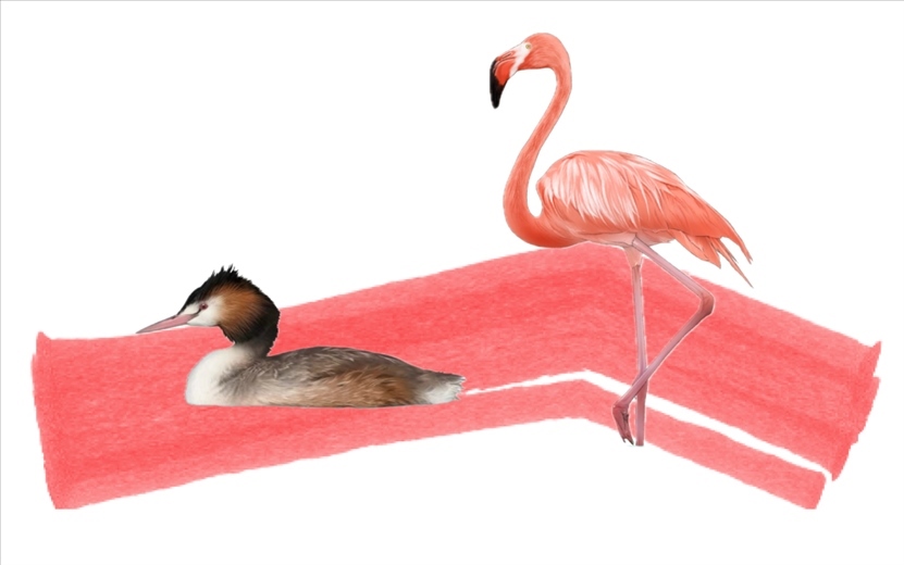 奇跡鳥類（火烈鳥總目）。浙江大學(xué)供圖