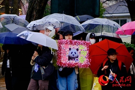 因“福寶”獲得力量和慰藉的年輕粉絲。 人民網(wǎng) 李帆攝