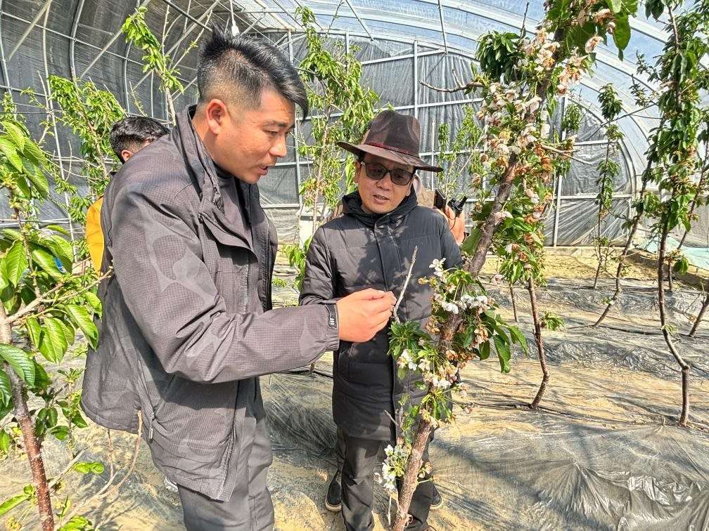 山東援藏小組及技術(shù)人員在大棚查看果蔬長(zhǎng)勢(shì)。（受訪者供圖）