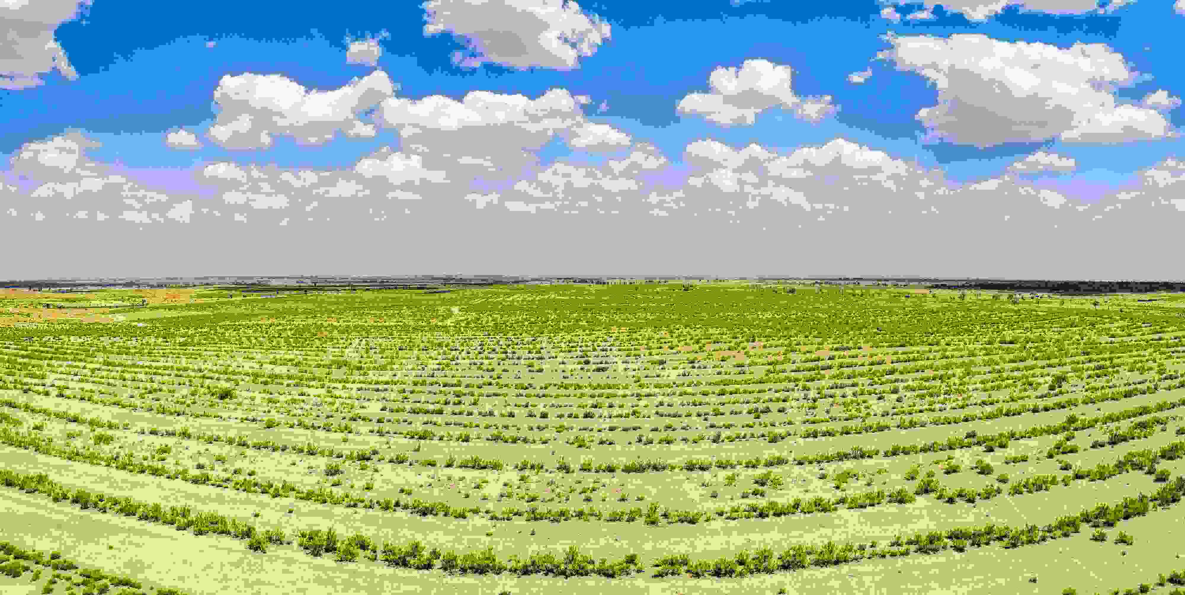 2023年6月7日，內(nèi)蒙古鄂爾多斯，毛烏素沙漠。