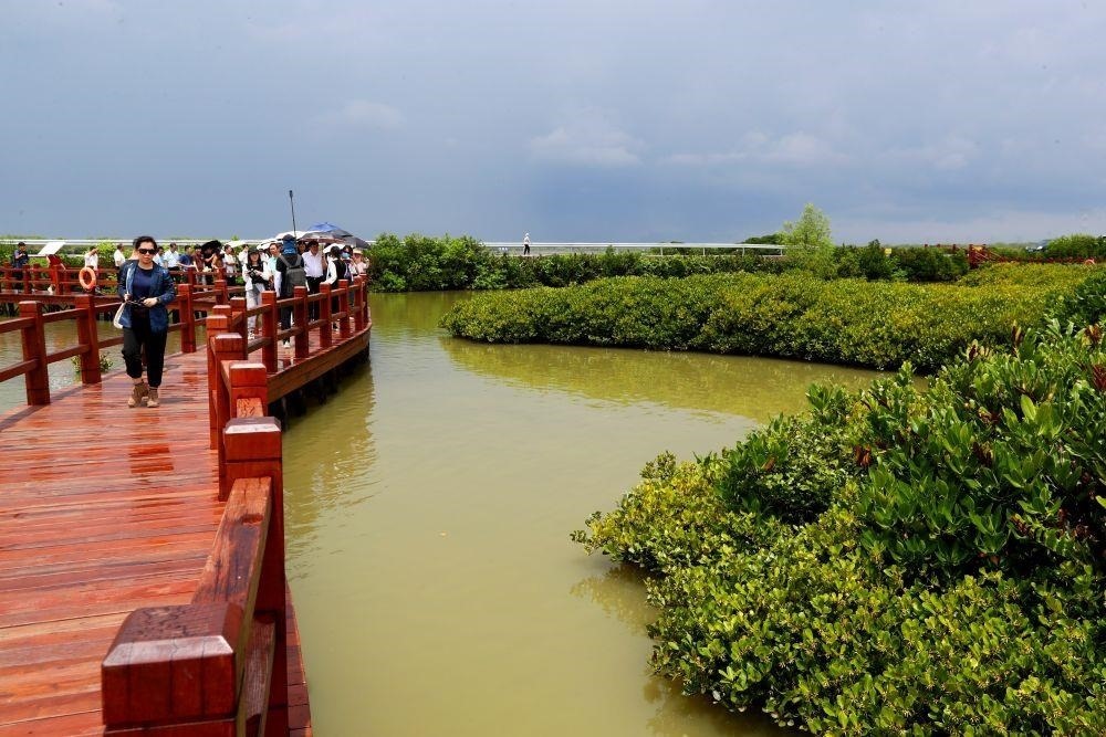 △2023年6月13日，人們?cè)趶V東湛江市麻章區(qū)金牛島觀賞紅樹林。