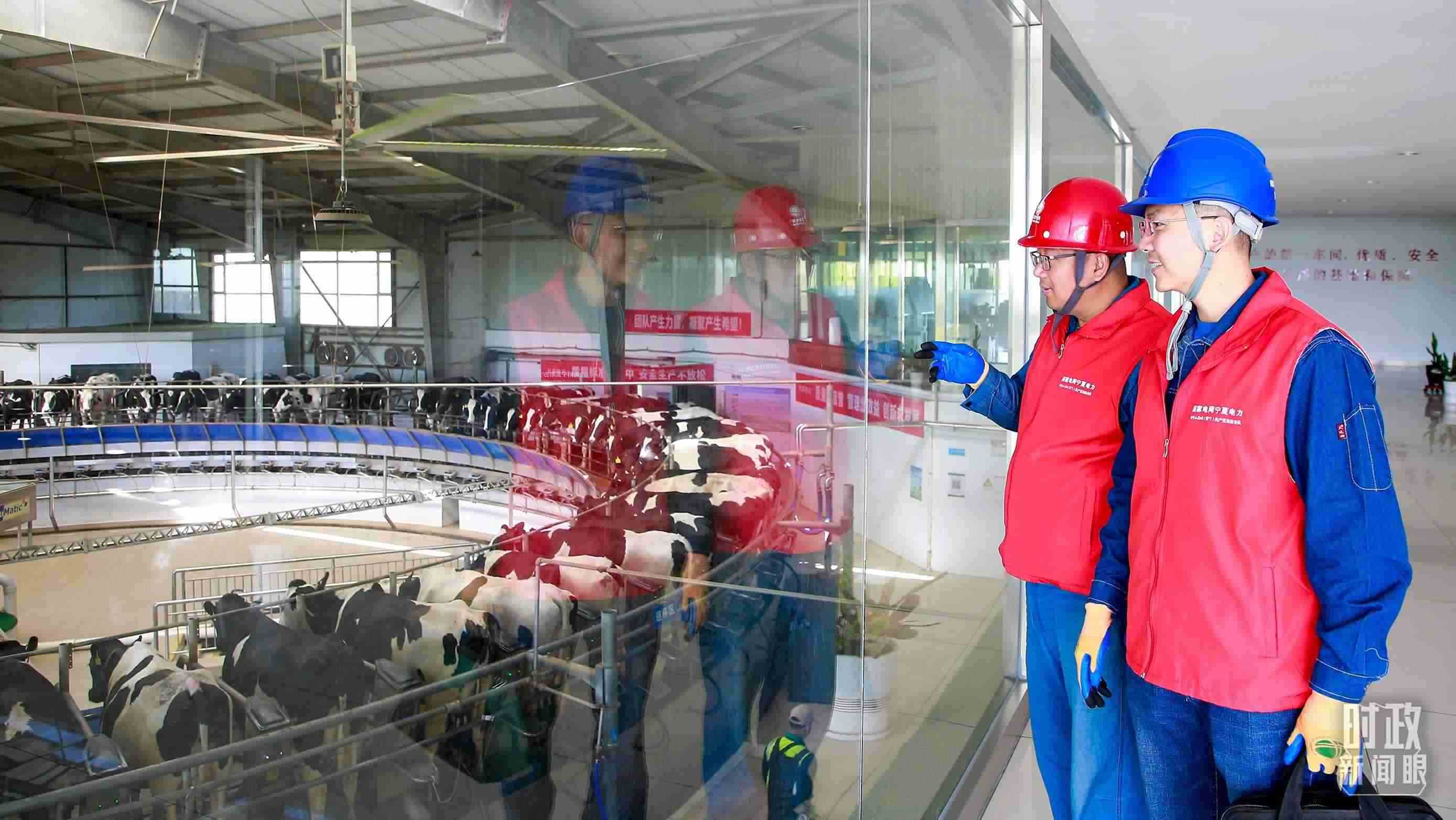  △寧夏銀川，電力員工深入奶牛養(yǎng)殖企業(yè)，助力數(shù)智化養(yǎng)殖。（圖/視覺(jué)中國(guó)）