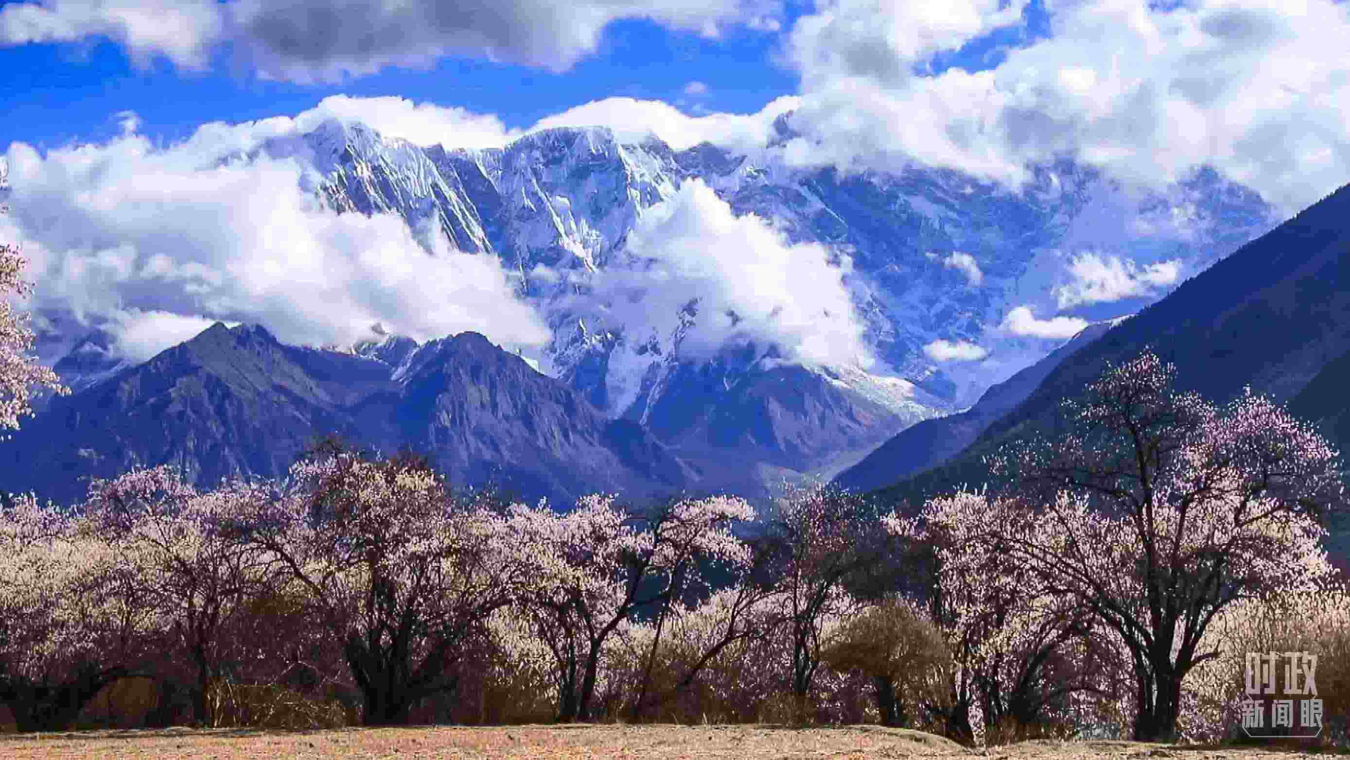 △西藏林芝。（總臺(tái)記者李旭拍攝）