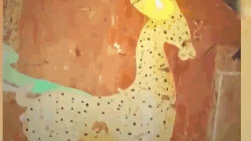 在全新技術(shù)支持下，敦煌莫高窟實現(xiàn)了窟內(nèi)文物窟外看的新體驗。