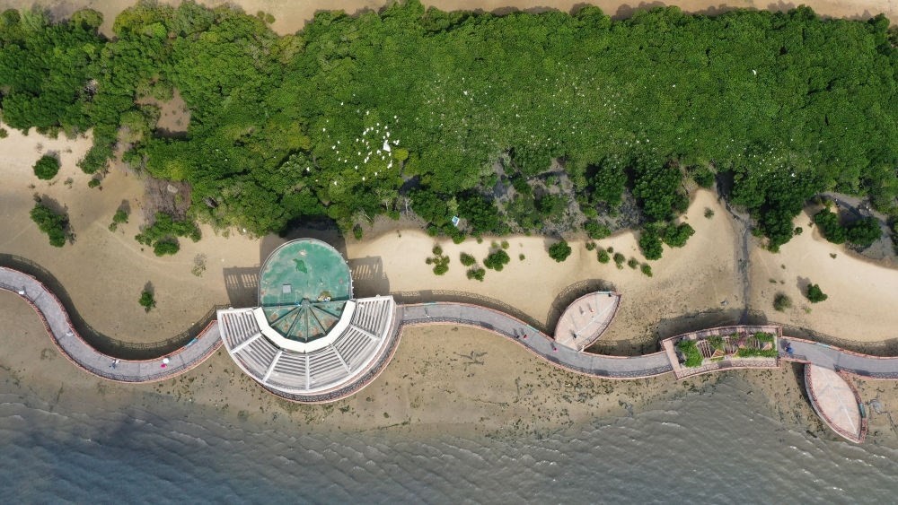 俯瞰廣東湛江市區(qū)海邊的紅樹林（2023年5月25日攝，無人機照片）。