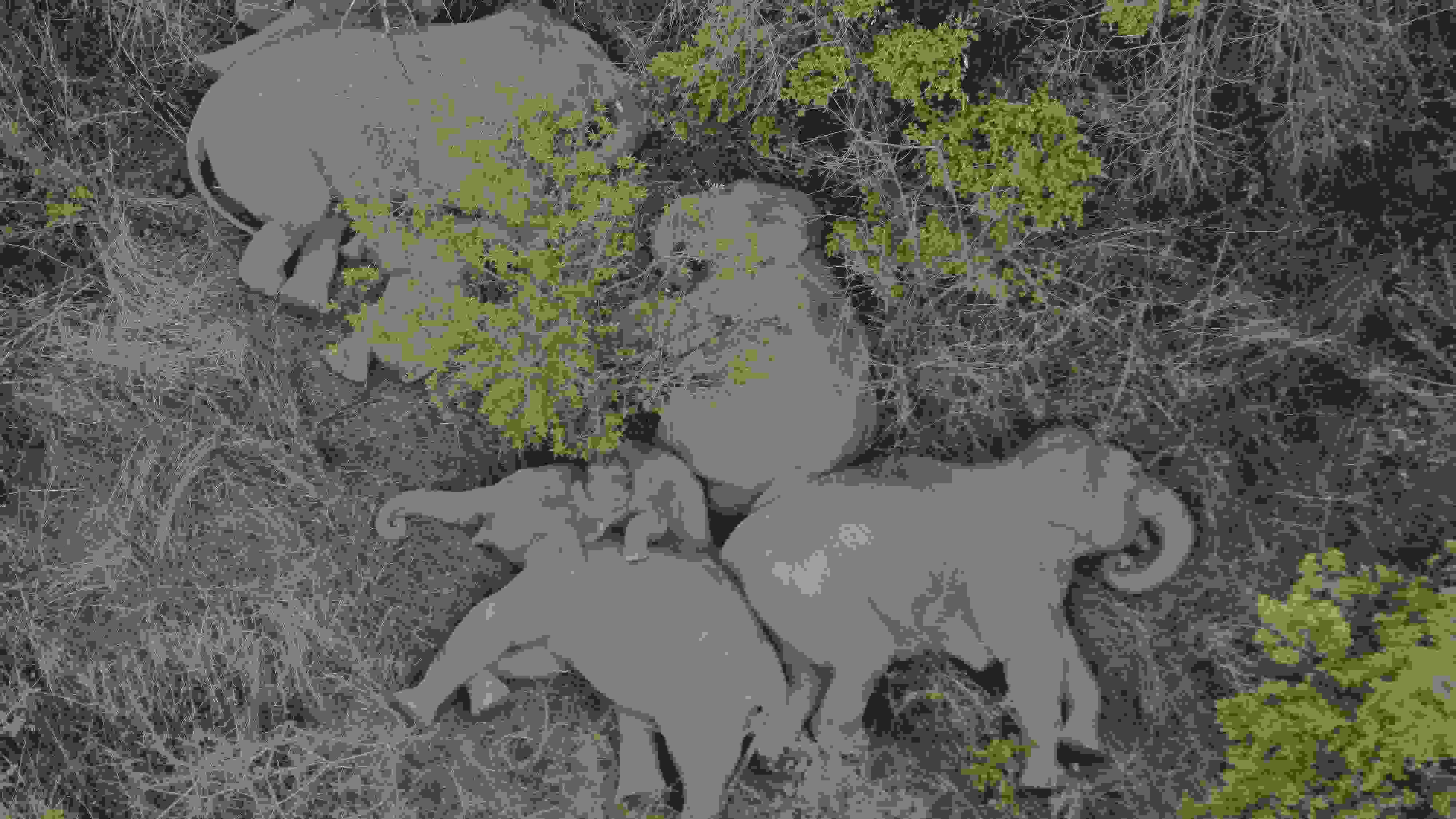 2021年6月7日，航拍顯示亞洲象群在云南省昆明市晉寧區(qū)夕陽鄉(xiāng)山林地里睡覺休息。