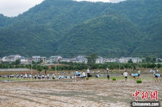 圖為5月21日，綏陽縣旺草中學(xué)學(xué)生在旺草萬畝大壩體驗插秧。唐哲 攝