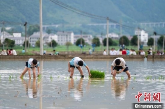 圖為5月21日，綏陽縣旺草中學(xué)學(xué)生在旺草萬畝大壩體驗插秧。唐哲 攝