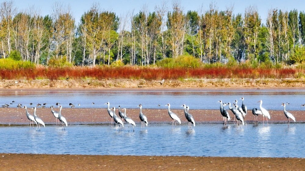 在山東黃河三角洲國家級自然保護(hù)區(qū)拍攝的白枕鶴（2022年10月18日攝）。新華社發(fā)（楊斌 攝）