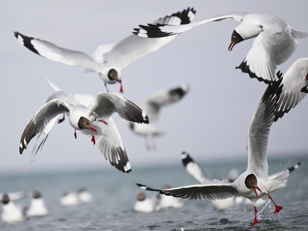 這是2023年4月13日在青海湖拍攝的棕頭鷗。新華社記者 張龍 攝