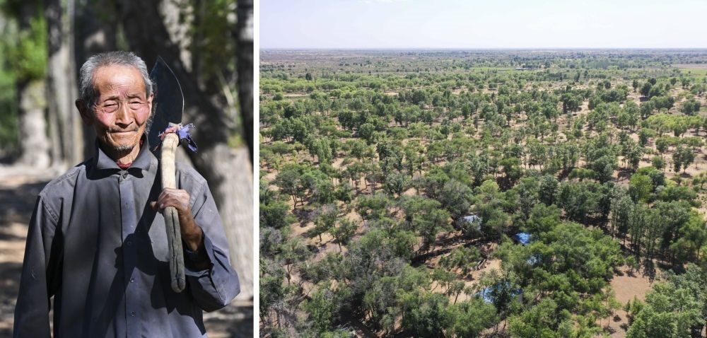 拼版照片：左圖為內(nèi)蒙古鄂托克前旗呼和陶勒蓋嘎查的牧民曹扎娃出門勞作（2023年6月14日攝）；右圖為曹扎娃的承包地（2023年6月14日攝，無人機照片）。20世紀80年代，在毛烏素沙地中，曹扎娃主動承包了2300多畝沙地。這么多年來，曹扎娃堅持種樹治沙，最終將沙地變成了林海。新華社記者 劉磊 攝