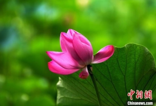 6月19日，時值一年畢業(yè)季，四川大學(xué)望江校區(qū)荷花池里的荷花盛開，成為了畢業(yè)生們的打卡圣地，吸引了眾多畢業(yè)生拍照留念。圖為盛開的荷花。中新社記者 安源 攝