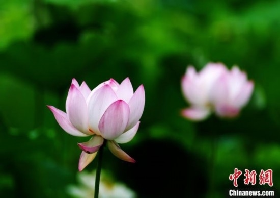 6月19日，時值一年畢業(yè)季，四川大學(xué)望江校區(qū)荷花池里的荷花盛開，成為了畢業(yè)生們的打卡圣地，吸引了眾多畢業(yè)生拍照留念。圖為盛開的荷花。中新社記者 安源 攝